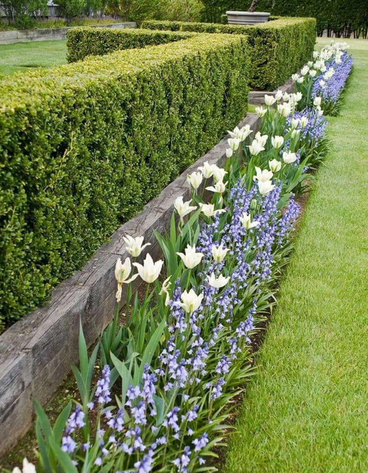 Hedge and flower border maintenance by Green Horse